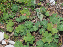 Alchemilla decumbens