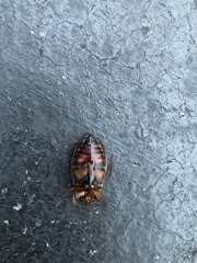 Dytiscus fasciventris