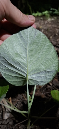 Argyreia nervosa, photograph 4