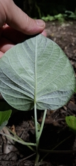 (c) Australian Institute of Pharmacognosy, some rights reserved (CC BY) Argyreia nervosa, photograph (c) Australian Institute of Pharmacognosy, some rights reserved (CC BY)