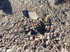 Dasymutilla monstrosa