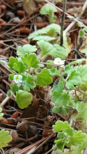 Pale Speedwell