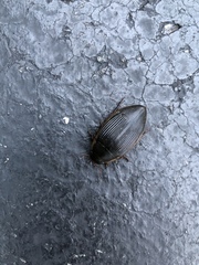 Dytiscus fasciventris