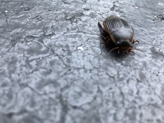Dytiscus fasciventris
