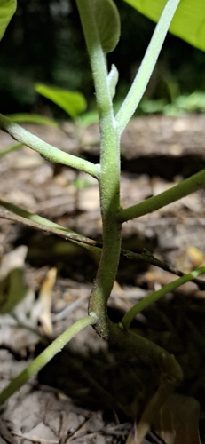 Argyreia nervosa, photograph 6
