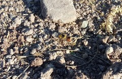 Dasymutilla monstrosa