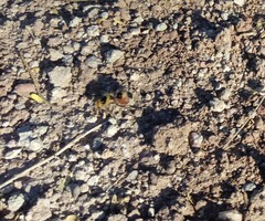 Dasymutilla monstrosa