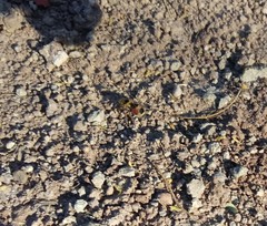 Dasymutilla monstrosa