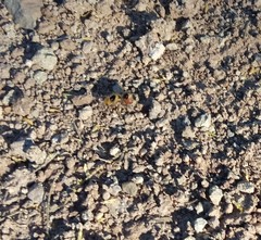 Dasymutilla monstrosa