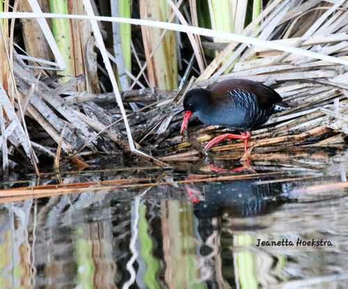 iNaturalist image