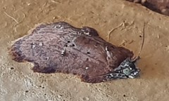 Exeristeboda exeristis