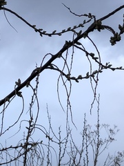 Elaeagnus angustifolia