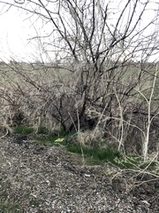 Elaeagnus angustifolia