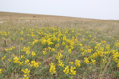 Thermopsis lanceolata