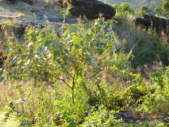 Mallotus paniculatus