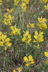 Thermopsis lanceolata