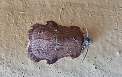 Exeristeboda exeristis