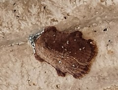 Exeristeboda exeristis