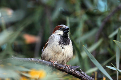 Passer domesticus