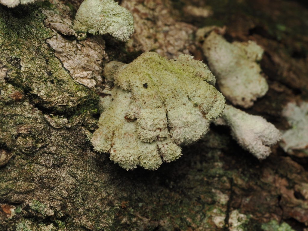 Schizophyllum commune · April 2026 · photo: © acnestis (iNaturalist, cc-by-nc)