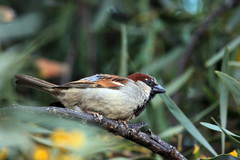 Passer domesticus