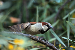 Passer domesticus