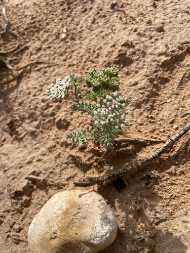 Anisosciadium lanatum