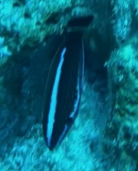 Pseudodax moluccanus