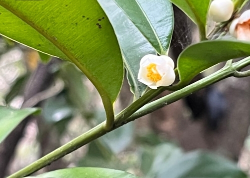 Calophyllum membranaceum observed 2026-04-25