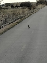 Turdus migratorius