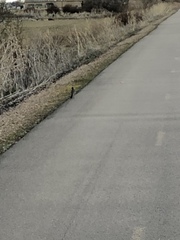 Turdus migratorius