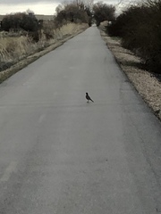 Turdus migratorius
