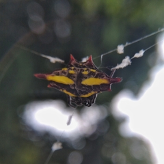 Gasteracantha diadesmia