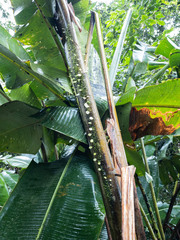 Heliconia pogonantha