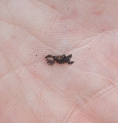 Stephanorhynchus lawsoni