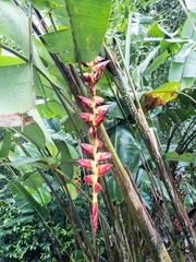 Heliconia pogonantha