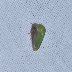 Ophiderma evelyna