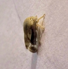 Ophiderma evelyna