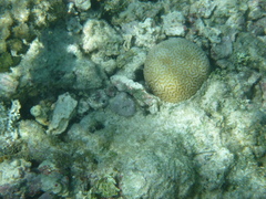 Leptoria phrygia