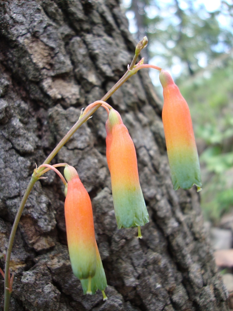 Polianthes cernua