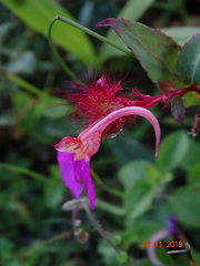 Impatiens bracteata