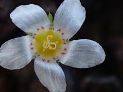 Linanthus demissus