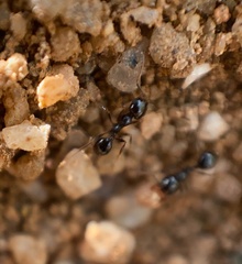 Pheidole xerophila