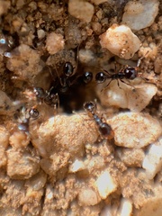 Pheidole xerophila