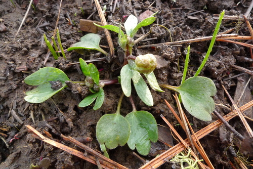 sagebrush buttercup