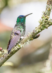 Saucerottia cyanifrons