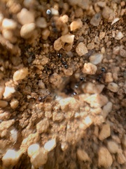 Pheidole xerophila