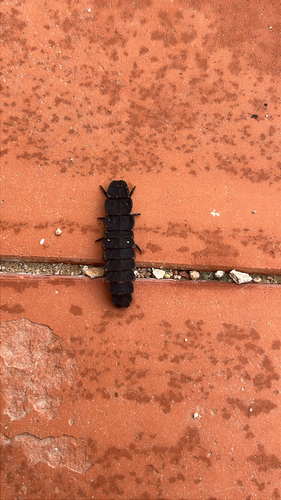 Mediterranean Pale Glow-worm