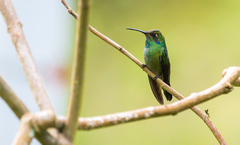 Campylopterus falcatus