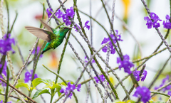 Chlorostilbon gibsoni